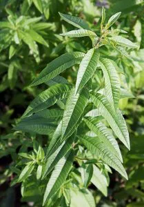 PHOTO: Lemon Verbena leaves in glass. Image courtesy of Lebensmittelfotos from Pixabay.