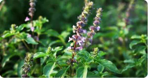 benefits tulsi organic