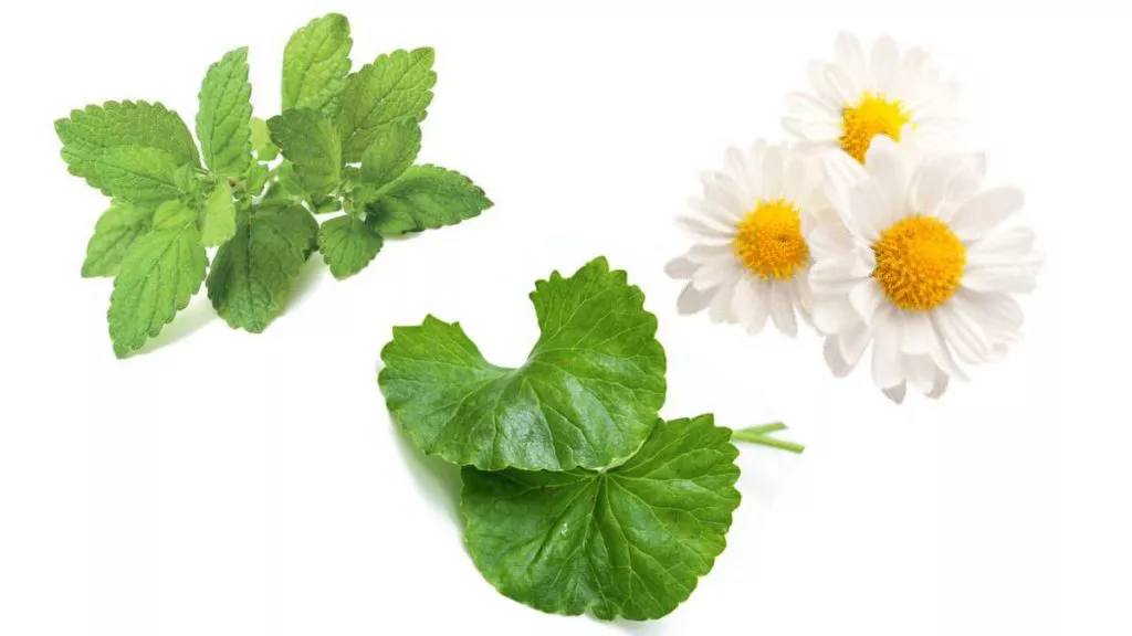 herbs herbal options chamonile lemon balm gotu kola