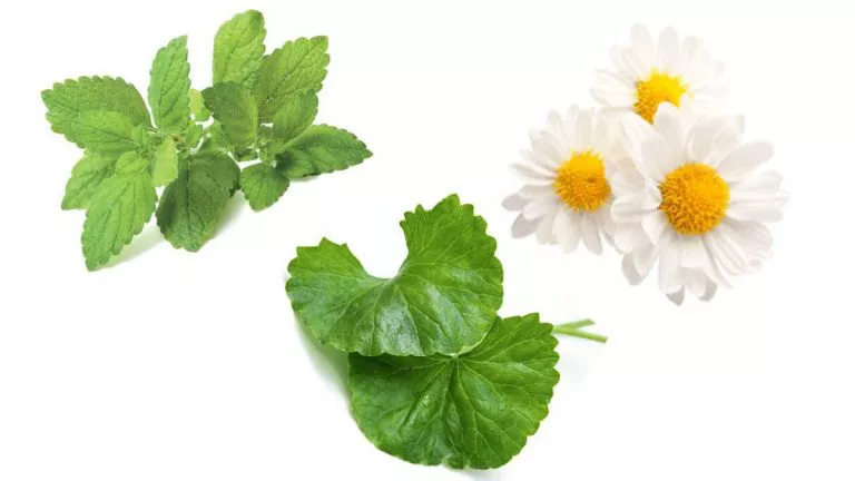 herbs herbal options chamonile lemon balm gotu kola