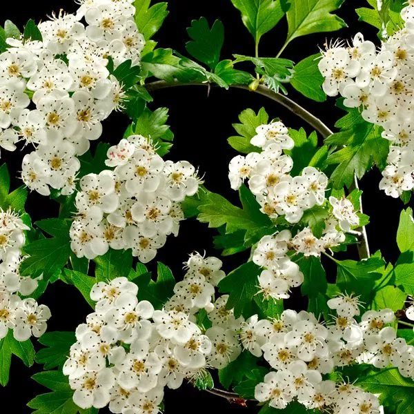Hawthorn Leaf and Flower health