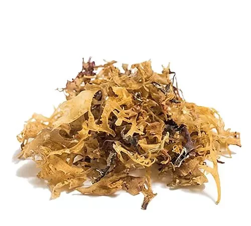 organic Irish Moss (Chondrus chamissoi)
