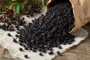 Dark dried elderberries on linen cloth for bulk botanical sourcing