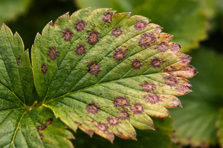 Strawberry plant with browning leaves showing common garden disease symptoms in natural light