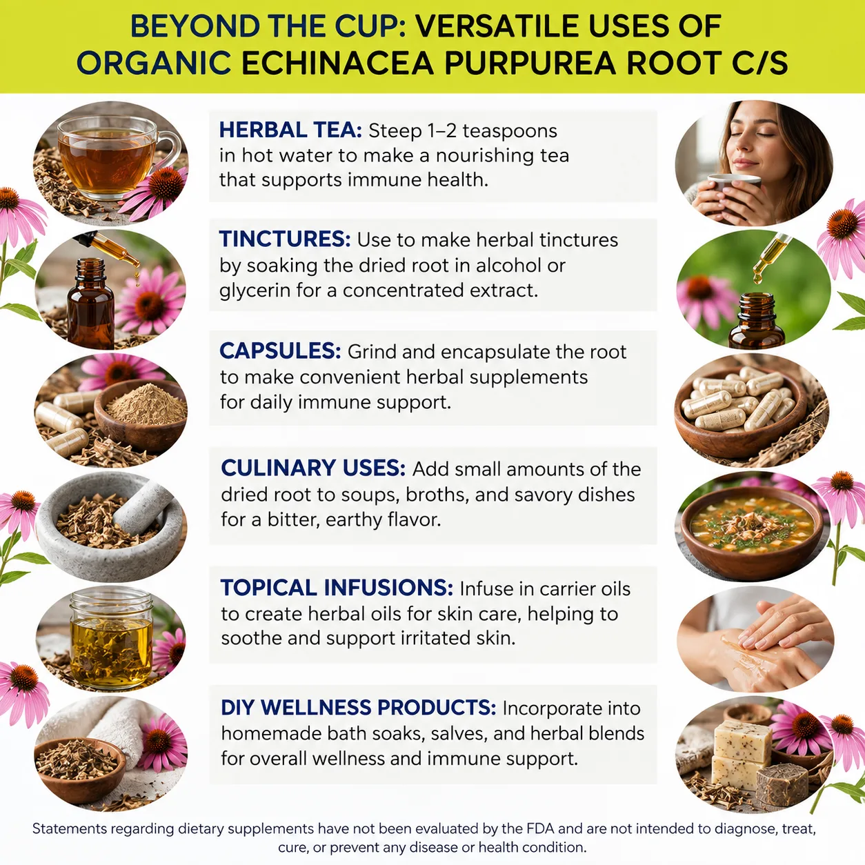 organic echinacea purpurea root versatile uses