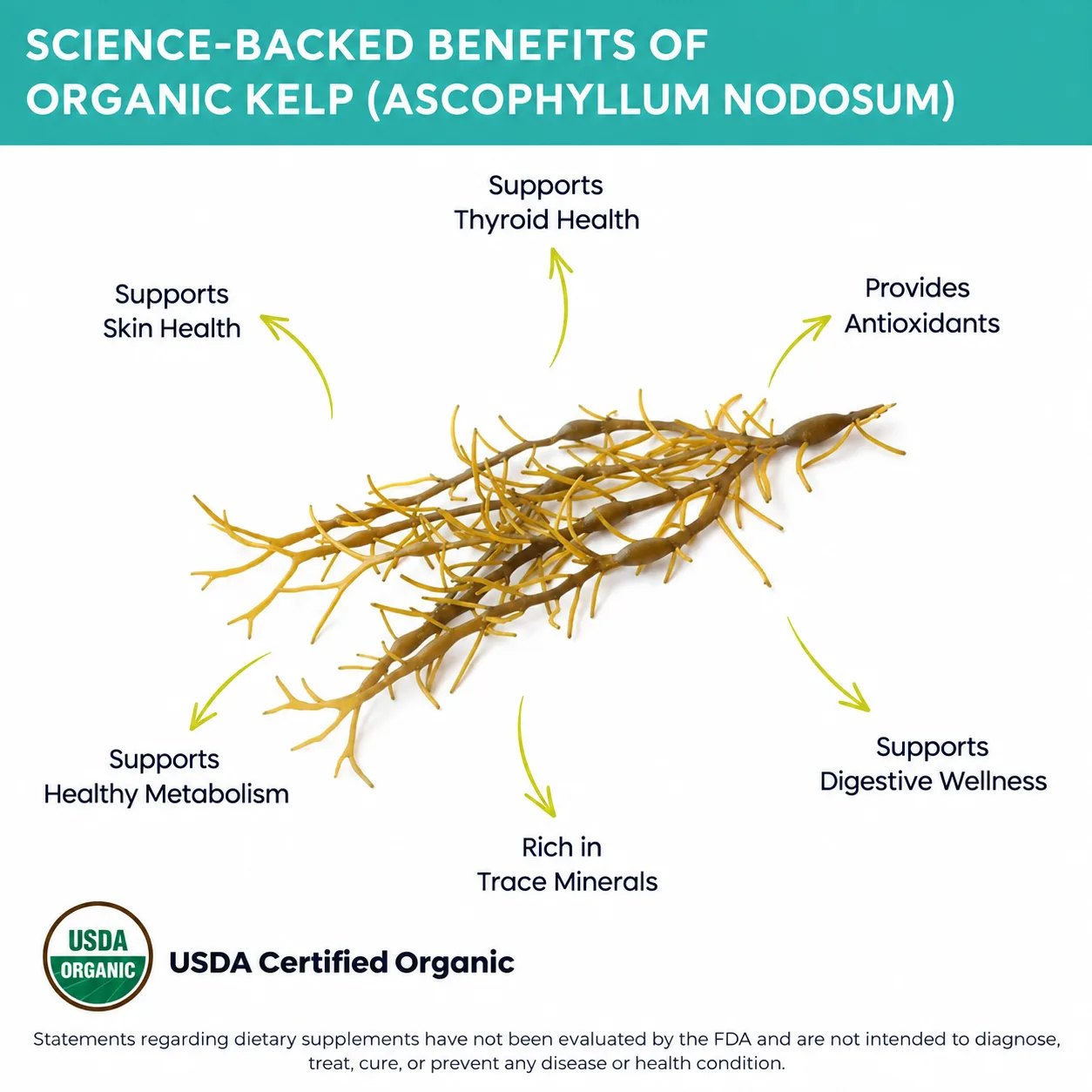 organic kelp ascophyllum nodosum benefits